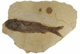 Jurassic Fossil Fish (Hulettia) - Wyoming #188914-1